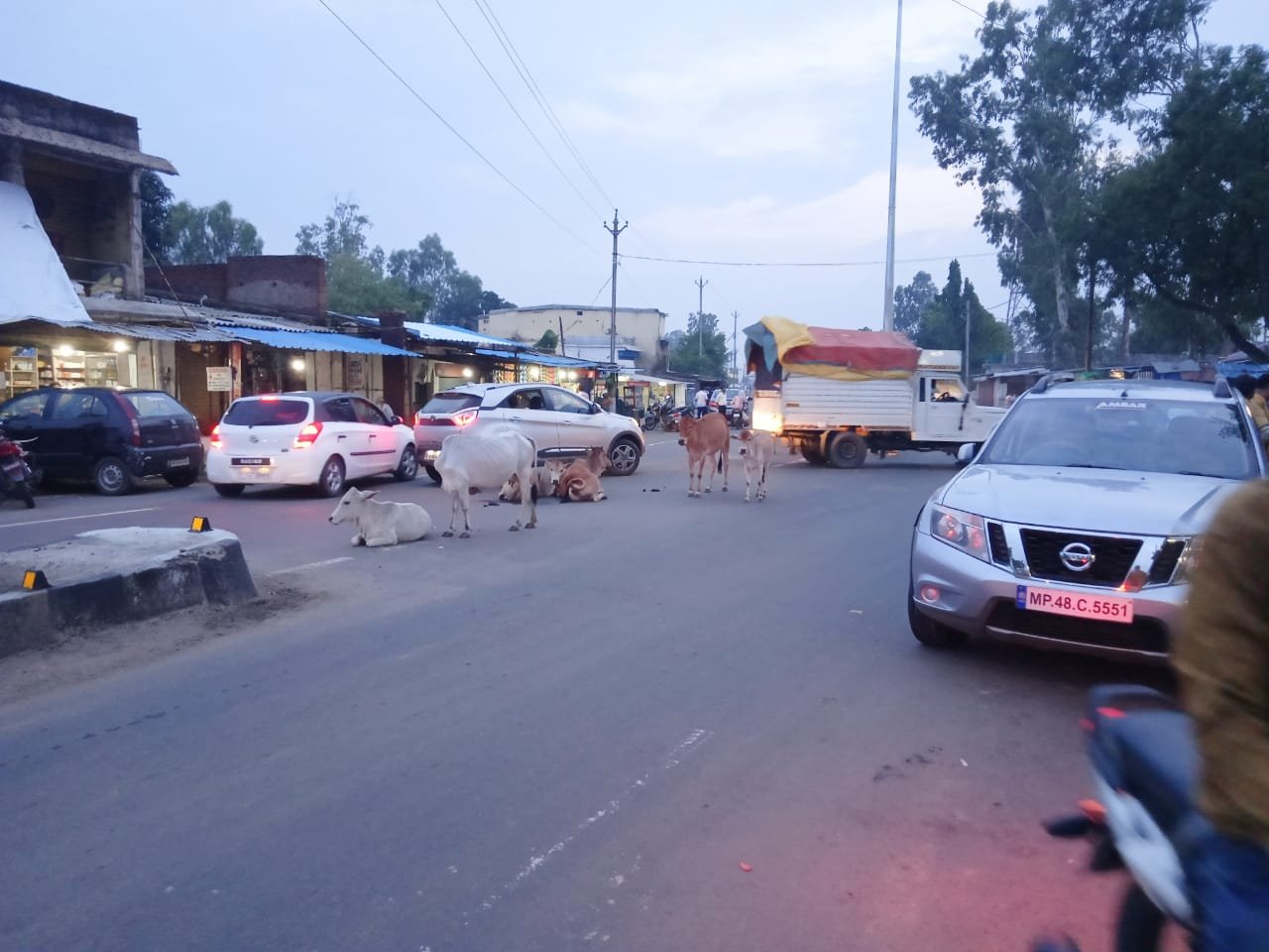 आवारा पशुओं के झुंड बन रहे हैं सड़क हादसों के कारण, आवारा छोड़ने वाले पशु पालकों पर कार्रवाई की मांग | New India Times