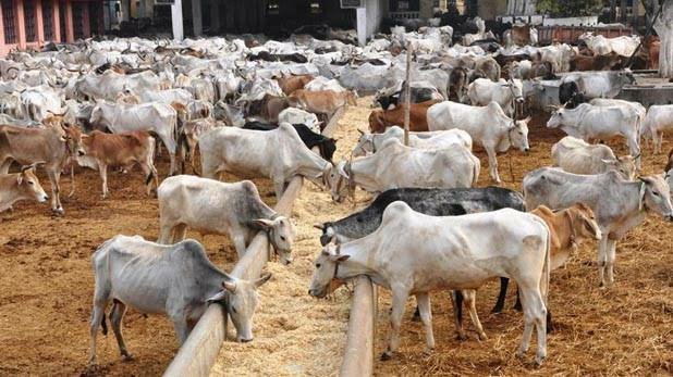गौशालाओं को प्रतिदिन प्रति गौ-वंश 20 रूपये की दर से ही मिल रही है राशि, चारा-भूसा के लिये 29 करोड़ 85 लाख रूपये जारी 2 गौशालाओं को प्रतिदिन प्रति गौ-वंश 20 रूपये की दर से ही मिल रही है राशि, चारा-भूसा के लिये 29 करोड़ 85 लाख रूपये जारी | New India Times