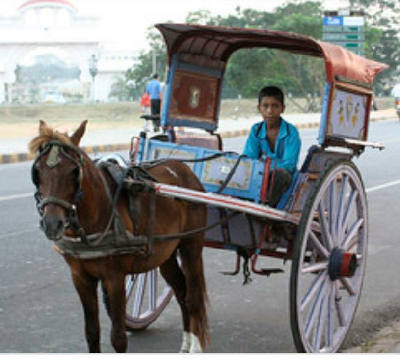 भोपाल में ग़रीब तांगे वाले अब तक झेल रहे हैं लॉक डाउन की मार, जमीअत उलमा मध्यप्रदेश ने की तांगे वालों को सरकारी मदद देने की मांग 2 भोपाल में ग़रीब तांगे वाले अब तक झेल रहे हैं लॉक डाउन की मार, जमीअत उलमा मध्यप्रदेश ने की तांगे वालों को सरकारी मदद देने की मांग | New India Times