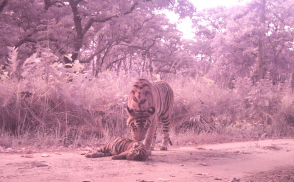 दुधवा नेशनल पार्क के किशनपुर रेंज में बाघों के संघर्ष में शावक बाघ की हुई मौत | New India Times