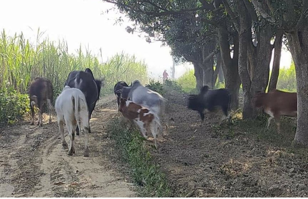 जी-तोड़ मेहनत से तैयार किसानों की फसलों को बर्बाद कर देंगे ये आवारा पशु! | New India Times