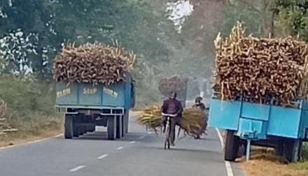भारतीय क्षेत्रों से बॉर्डर पार कर नेपाल जा रहा है गन्ना, सुरक्षा महकमा बना हुआ है अनजान | New India Times