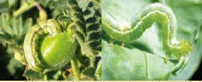 चना फसल में कीट के रोकथाम हेतु किसानों को सलाह | New India Times