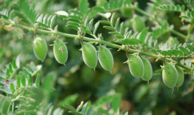 चना फसल में कीट के रोकथाम हेतु किसानों को सलाह | New India Times