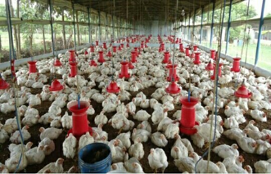 पशु चिकित्सा विभाग ने बर्ड फ्लू बीमारी से सावधानी संबंधित एडवाइजरी की जारी | New India Times