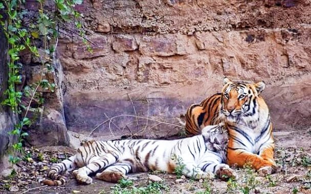 ग्वालियर के चिड़ियाघर में अब कोरोना संक्रमण को लेकर विशेष सतर्कता, हैदराबाद के चिड़ियाघर मे शेर आ चुके हैं कोरोना संक्रमण की चपेट में 3 ग्वालियर के चिड़ियाघर में अब कोरोना संक्रमण को लेकर विशेष सतर्कता, हैदराबाद के चिड़ियाघर मे शेर आ चुके हैं कोरोना संक्रमण की चपेट में | New India Times