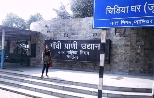 ग्वालियर के चिड़ियाघर में अब कोरोना संक्रमण को लेकर विशेष सतर्कता, हैदराबाद के चिड़ियाघर मे शेर आ चुके हैं कोरोना संक्रमण की चपेट में 2 ग्वालियर के चिड़ियाघर में अब कोरोना संक्रमण को लेकर विशेष सतर्कता, हैदराबाद के चिड़ियाघर मे शेर आ चुके हैं कोरोना संक्रमण की चपेट में | New India Times