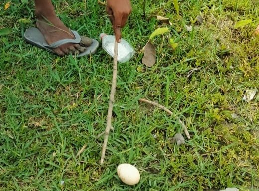 अदभुत: अब लखीमपुर खीरी जिले की एक नहर में बह रहे हैं अंडे | New India Times