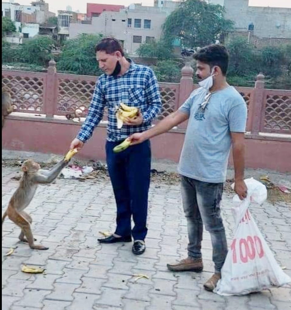 ब्रज यातायात एवं पर्यावरण जन जागरूकता समिति ने दोबारा चलाया भूखे जानवरों के लिए खाना खिलाने का अभियान | New India Times