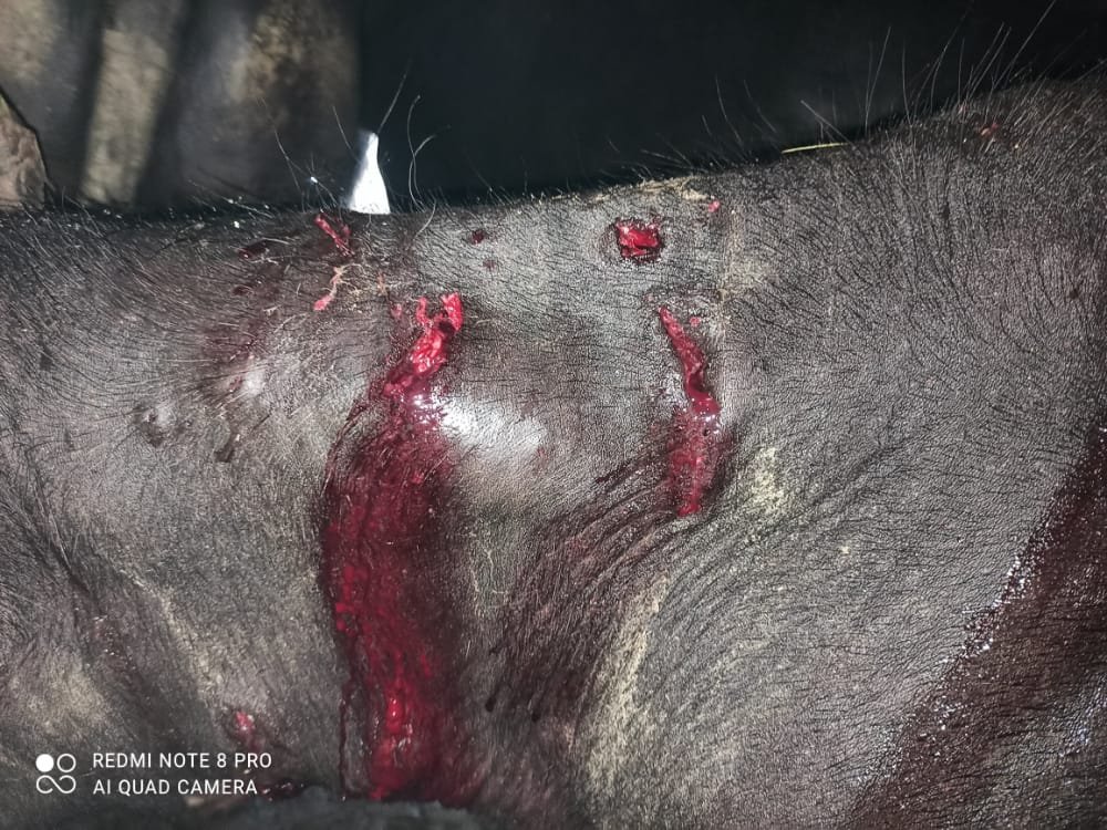 घास चर रही भैंस पर बाघ ने किया हमला | New India Times