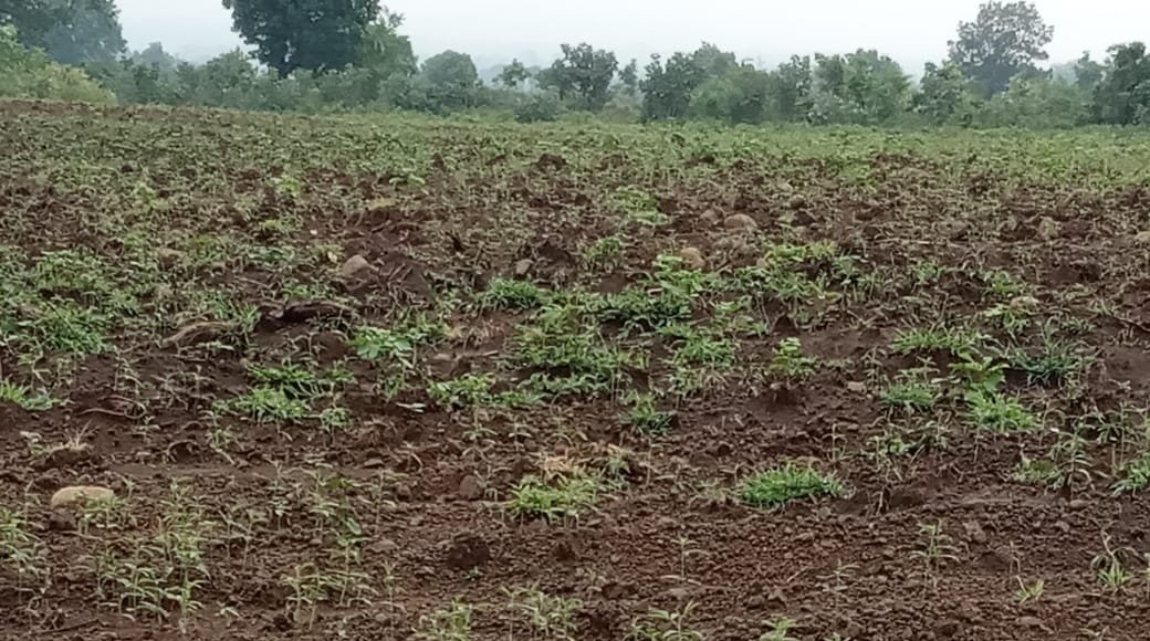 केसली सीईओ पूजा जैन के प्रयास से बंजर भूमि पर लहलहा रही हैं फसलें, मुख्यमंत्री ने सोशल मीडिया के माध्यम से की सराहना | New India Times