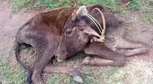 गौशाला में व्याप्त अव्यवस्थाओं पर ग्रामीणों ने उठाई आवाज़, कई जानवर बीमार होकर तोड़ रहे हैं दम 2 गौशाला में व्याप्त अव्यवस्थाओं पर ग्रामीणों ने उठाई आवाज़, कई जानवर बीमार होकर तोड़ रहे हैं दम | New India Times