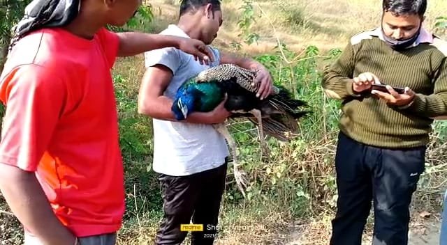 अज्ञात वाहन चालक ने मारी मोर को टक्कर, इलाज के दौरान मौत, तेज रफ्तार वाहन चालक की वजह से गई बेजुबान की जान | New India Times