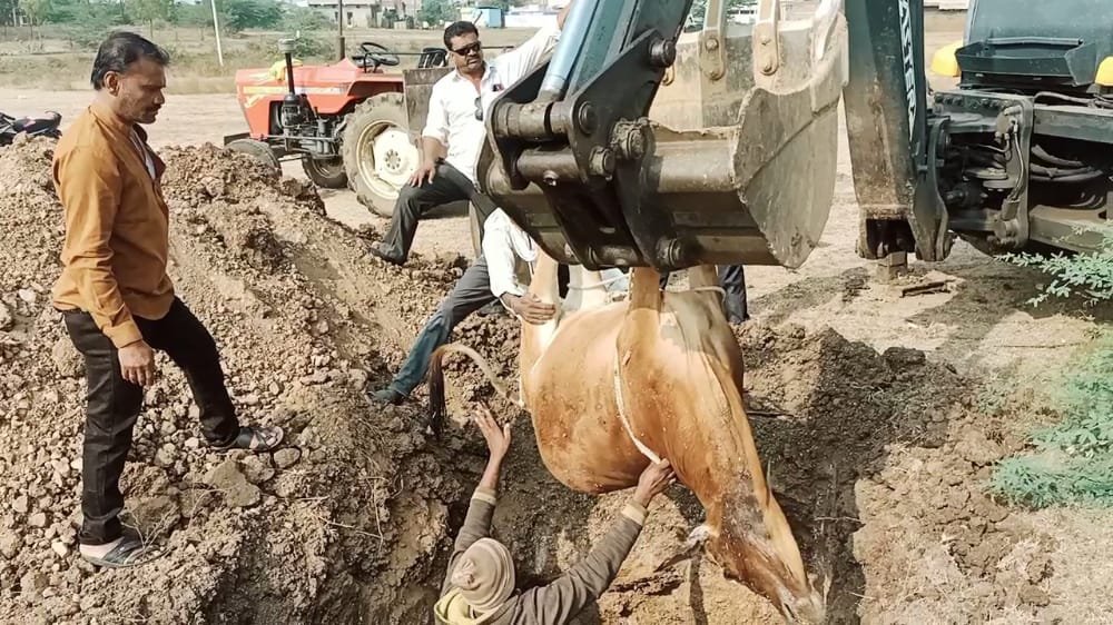 मुस्लिम परिवार ने पेश की इंसानियत की मिसाल, गाय की बीमारी से मृत्यु होने के बाद नूरा भाई ने हिंदू रीति-रिवाजों के अनुसार अंतिम संस्कार कर गाय को दफनाया | New India Times