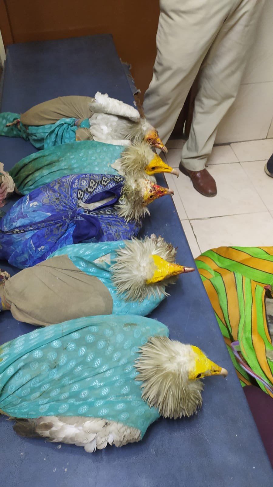 दुर्लभ इजिप्शियन वल्चर प्रजाति के आधा दर्जन से अधिक गिद्ध जब्त, यूपी से महाराष्ट्र बेचने ले जा रहा था आरोपी | New India Times