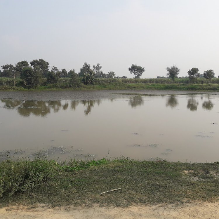 24 स्वतंत्रता संग्राम सेनानियों का गांव विकास से कोसों दूर, आजादी के दीवानों की जन्मस्थली बदहाली की कगार पर | New India Times