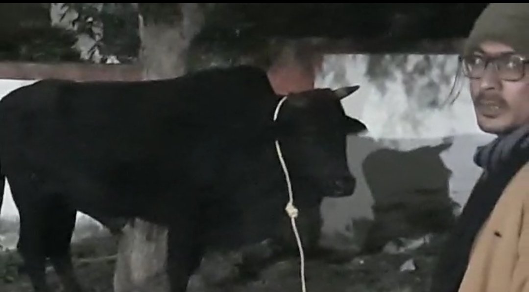 हत्यारे सांड से शहरवासी भयभीत, समाजसेवी ने किया पहल, प्रशासन ने उठाये हाथ | New India Times