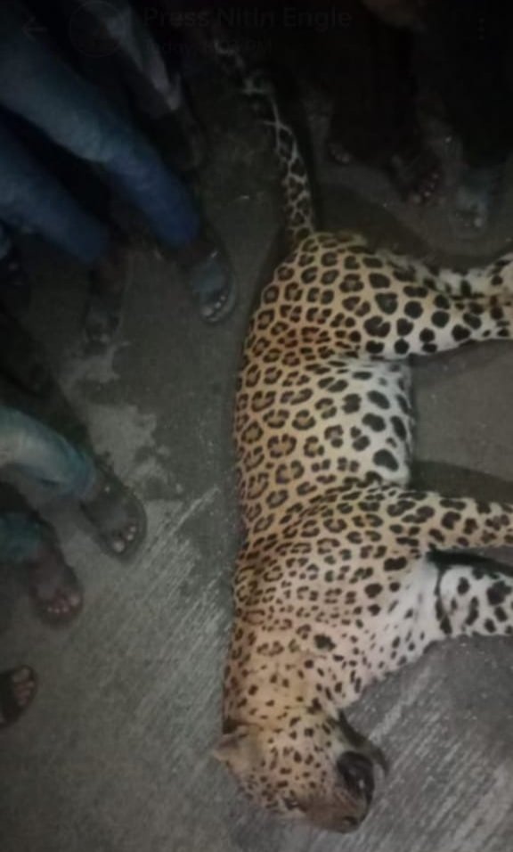 सड़क हादसे में व्यस्क नर तेंदुए की हुई मौत | New India Times