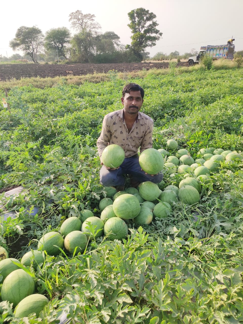 ताइवानी तरबूज़ की बहार | New India Times