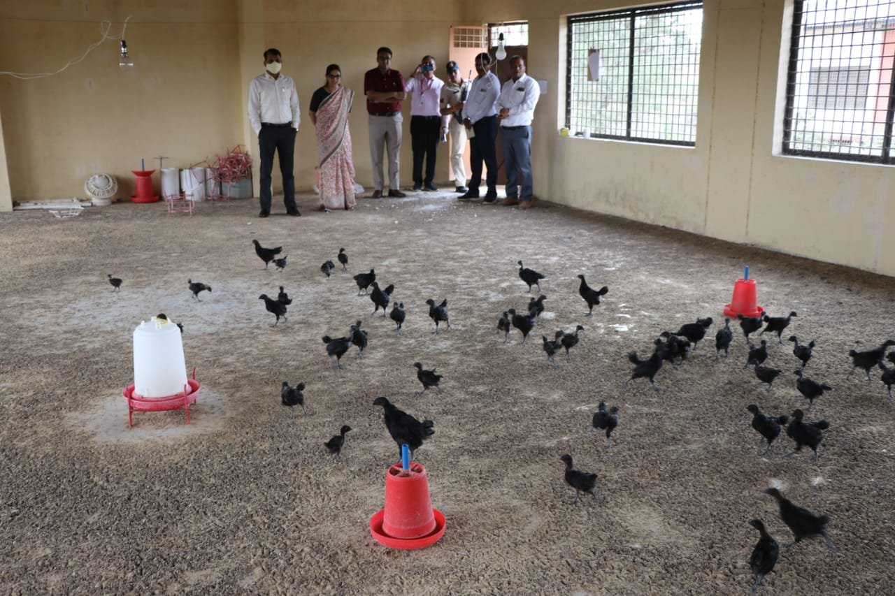 अपर आयुक्त इंदौर संभाग द्वारा किया गया कड़कनाथ प्रोजेक्ट का अवलोकन | New India Times