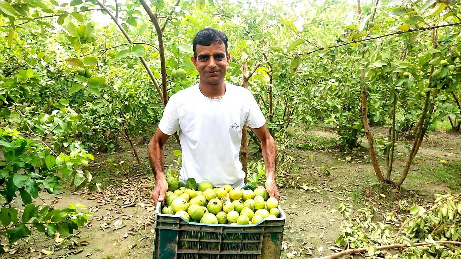 बागपत और दिल्ली में धूम मचा रहा है सिसाना के विनित चौहान के बाग का अमरूद, आर्गेनिक खेती पर आधारित विनित चौहान के अमरूद के बाग के अमरूदों की बाजार में है भारी मांग | New India Times
