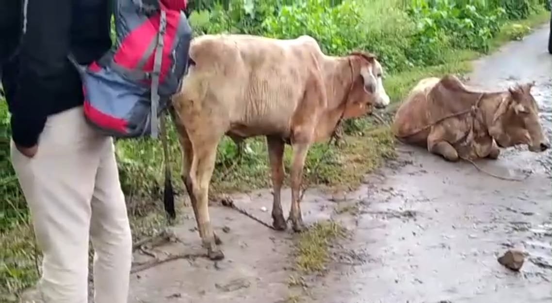 मवेशियों से भरा पिकअप वाहन पलटा, मौके पर पहुंचकर पुलिस ने बचाई मवेशियों की जान | New India Times