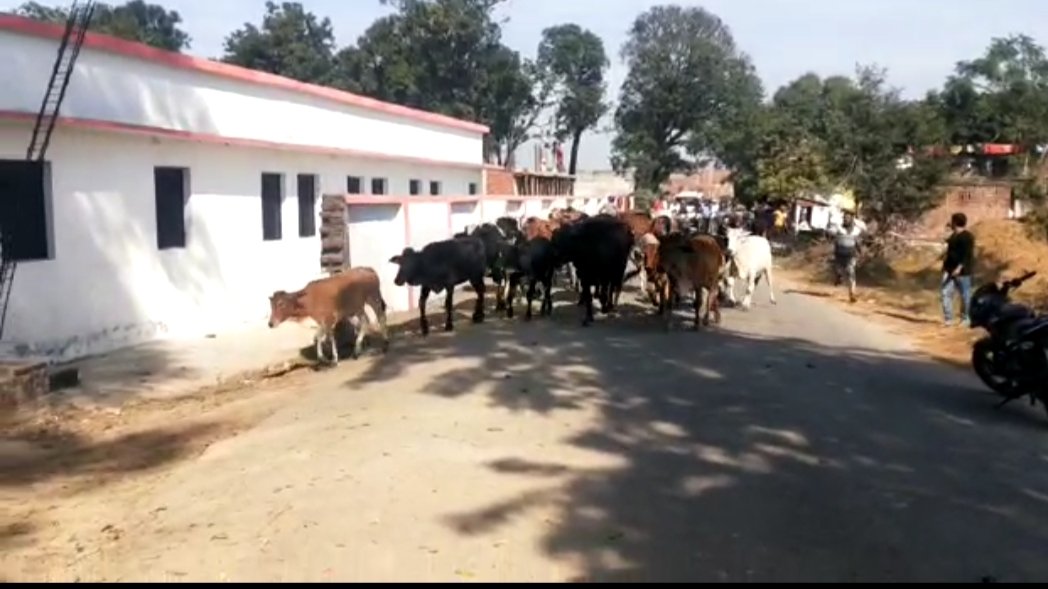 फसल नष्ट कर रहे छुट्टा गोवंशीय पशुओं से परेशान किसानों ने पशुओं को ब्लाक परिसर में हांका | New India Times