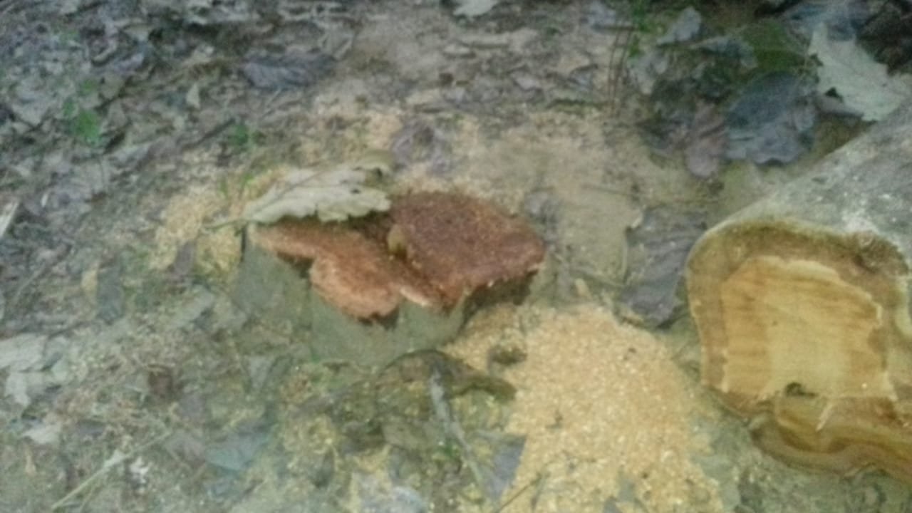 वनरेंज धौरहरा क्षेत्र में धड़ल्ले से हो रहा है प्रतिबंधित पेड़ों का कटान, वन कर्मियों और लकड़ कट्टों की जुगलबंदी से फल फूल रहा है अवैध लकड़ी का व्यापार | New India Times