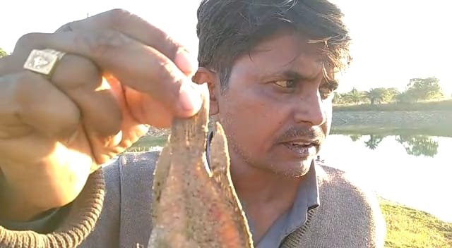 निस्तार तालाब का पानी दिन-ब-दिन हो रहा है कम, मर रही हैं मछलियां | New India Times