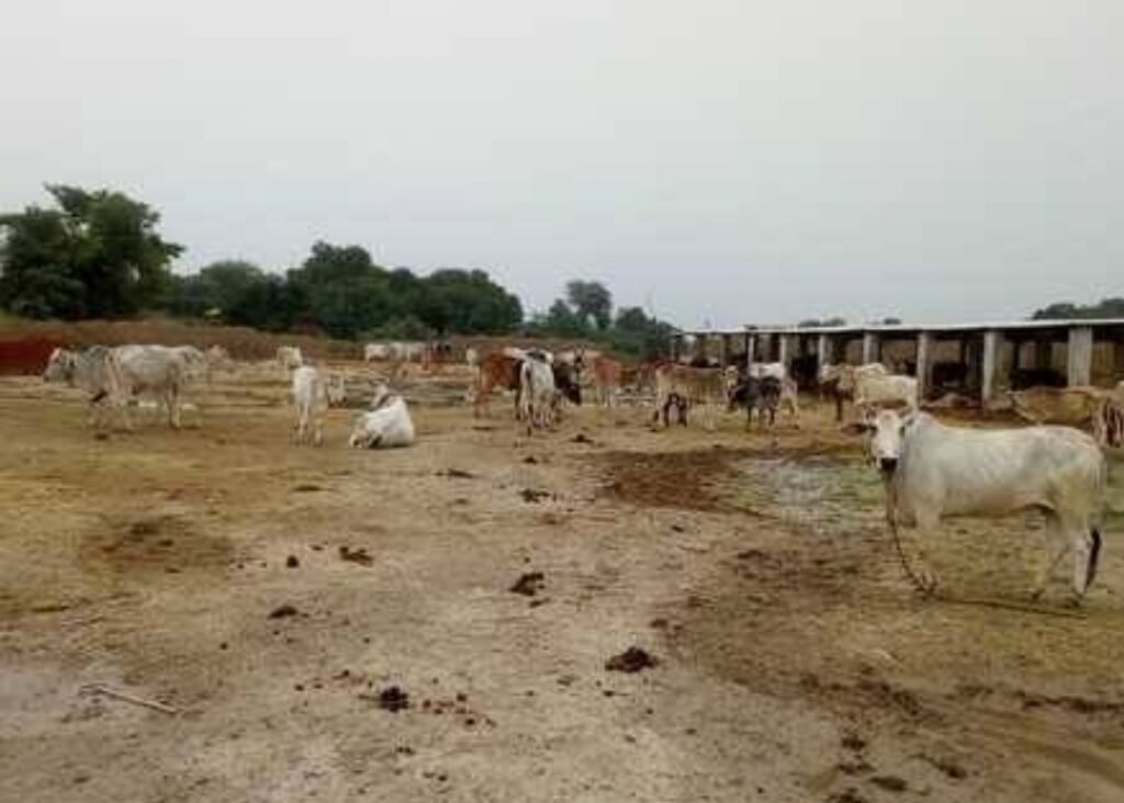 जांच अधिकारी एवं ग्राम प्रधान की लापरवाही से भ्रष्टाचार के भेट चढ गई गौशाला, जांच के नाम पर होती है लीपापोती और खानापूर्ति | New India Times