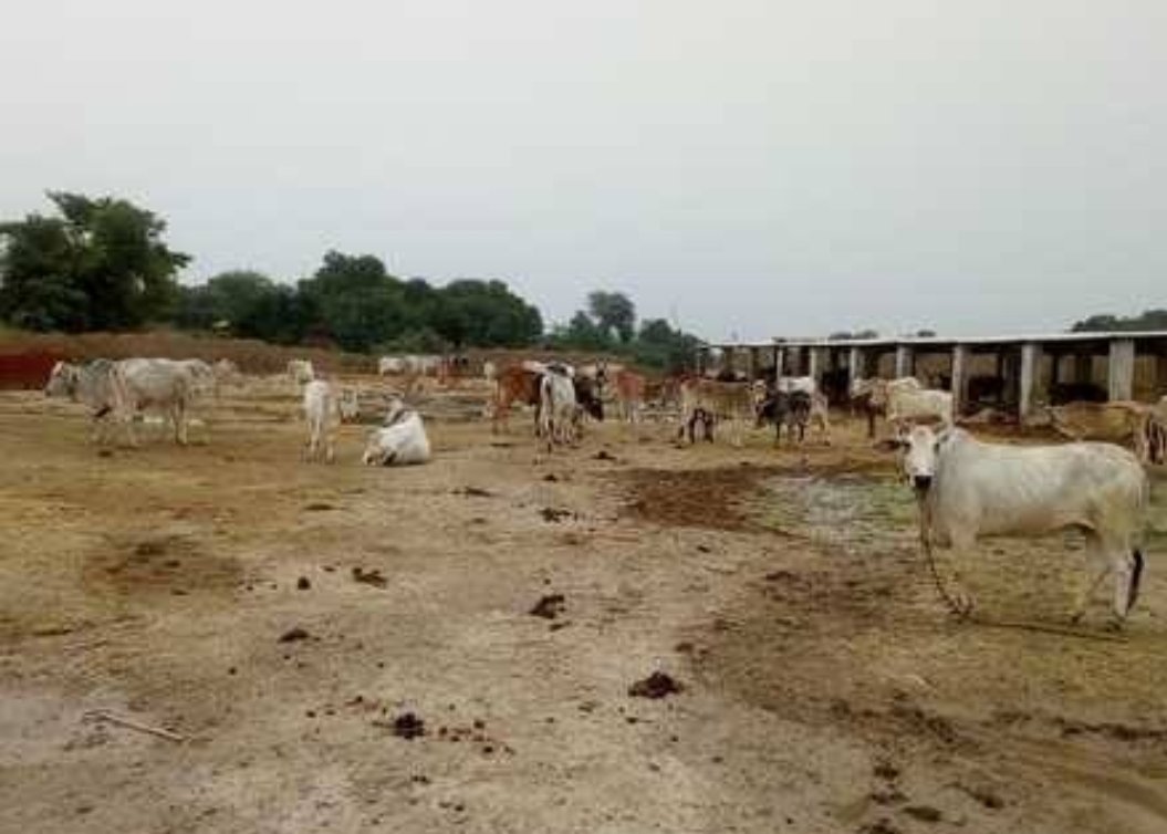 जांच अधिकारी एवं ग्राम प्रधान की लापरवाही से भ्रष्टाचार के भेट चढ गई गौशाला, जांच के नाम पर होती है लीपापोती और खानापूर्ति | New India Times