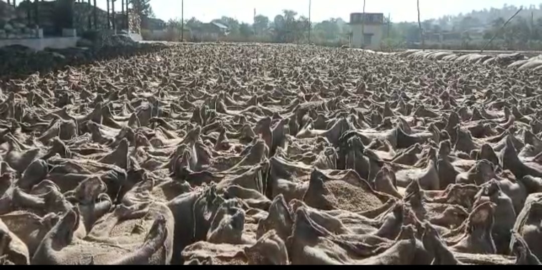 सागर के केसली मंडी परिसर में बने दिगंबर स्वसहायता समूह खरीद केंद्र में धान की जगह भूसा से भरी मिलीं 38 हजार बोरियां, मचा हड़कंप | New India Times