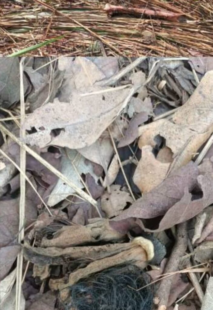 15 दिन से लापता किसान का जंगल में मिला कंकाल | New India Times