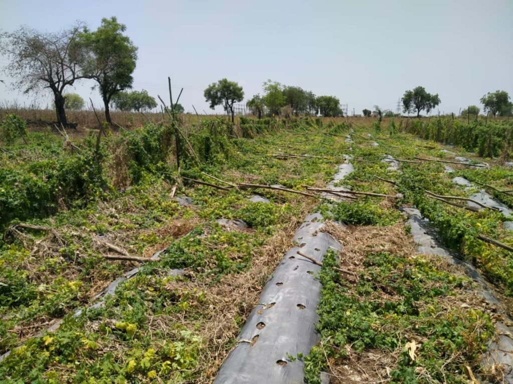 वाकोद फत्तेपुर खंड में पड़े ओले, ज्वार मक्का की फसलें खराब, कर्नाटक चुनाव के लिए वोट मांगने में व्यस्त हैं सरकार के मंत्री | New India Times