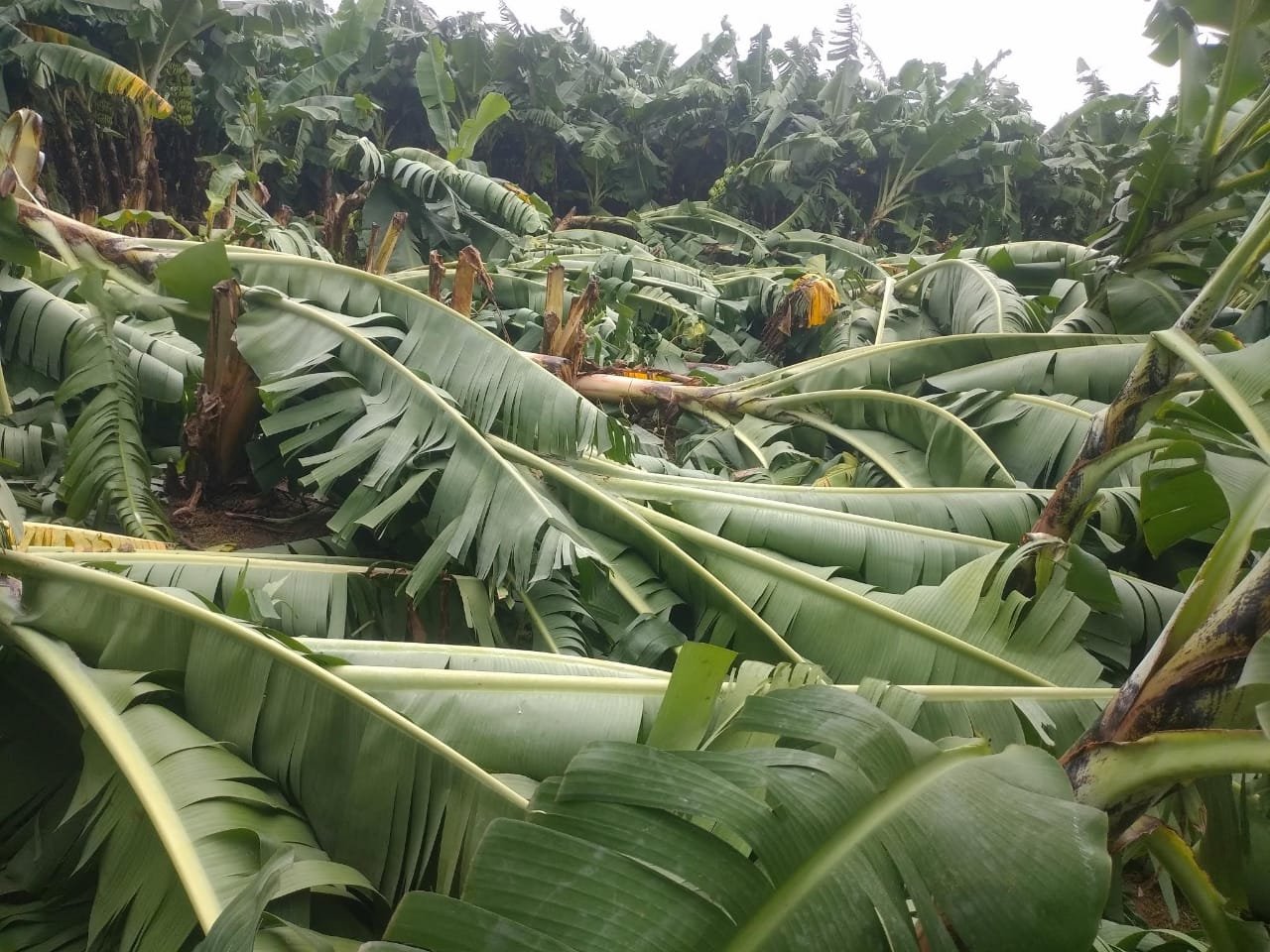 वाकोद फत्तेपुर खंड में पड़े ओले, ज्वार मक्का की फसलें खराब, कर्नाटक चुनाव के लिए वोट मांगने में व्यस्त हैं सरकार के मंत्री | New India Times