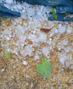 बेमौसम बारिश और ओलावृष्टि से बढ़ी किसानों की चिंता, जनजीवन हुआ बेहाल | New India Times