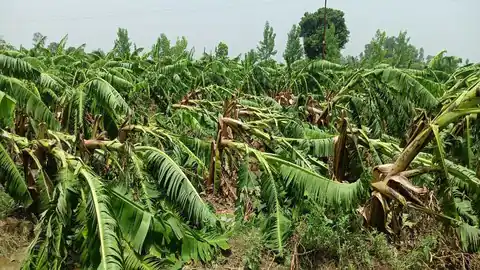 बुरहानपुर के केला किसानों की नुक़सानी का भुगतान 1 जुलाई को सिंगल क्लिक के माध्यम से करेंगे मुख्यमंत्री शिवराज सिंह चौहान | New India Times