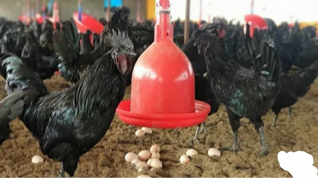 झाबुआ जिले का देश विदेश में प्रसिद्ध है कड़कनाथ मुर्ग़ा | New India Times