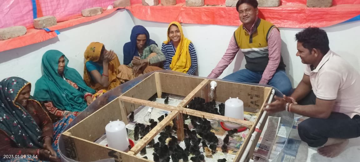 झाबुआ जिले का देश विदेश में प्रसिद्ध है कड़कनाथ मुर्ग़ा | New India Times