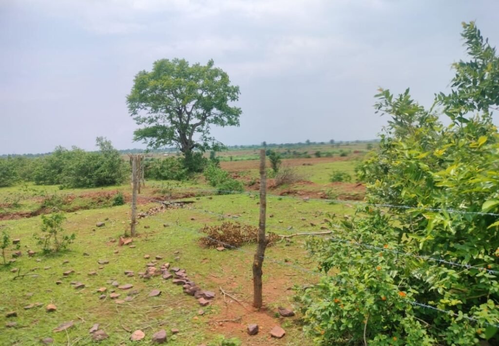 नौरादेही अभ्यारण की सीमा से लगे करीब 2 किलोमीटर क्षेत्र में राजस्व की छोटे घास चरनोंई की करीब 500 एकड़ भूमि पर हुआ अतिक्रमण | New India Times