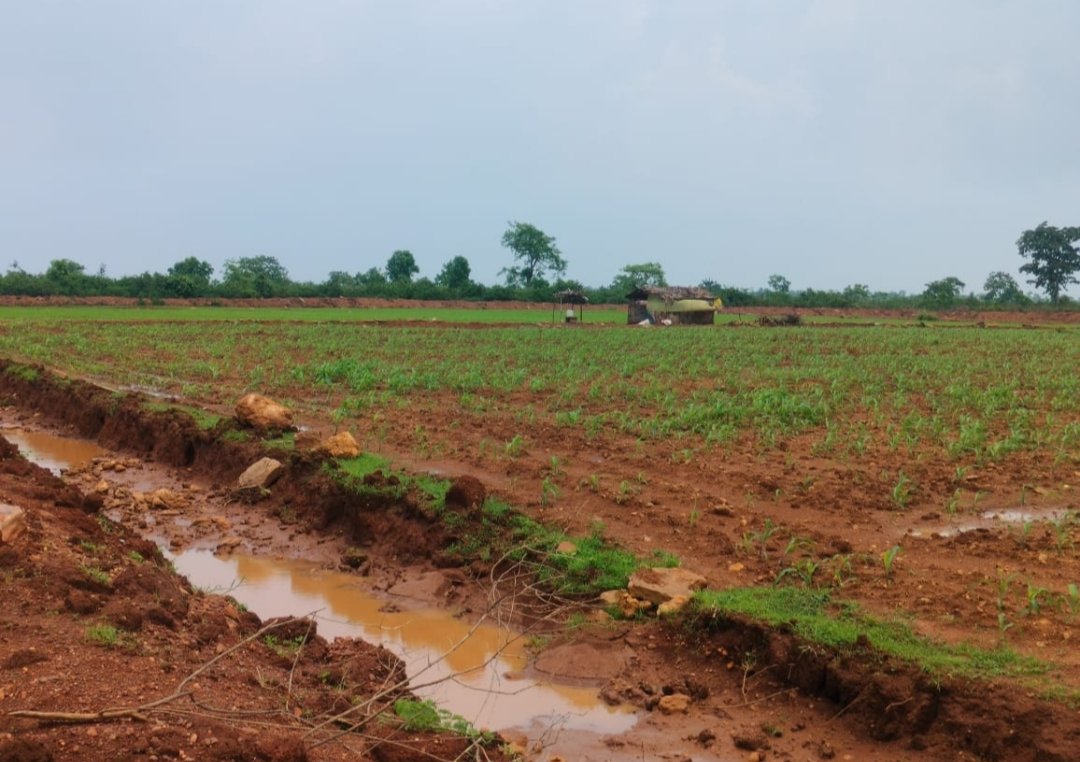 नौरादेही अभ्यारण की सीमा से लगे करीब 2 किलोमीटर क्षेत्र में राजस्व की छोटे घास चरनोंई की करीब 500 एकड़ भूमि पर हुआ अतिक्रमण | New India Times
