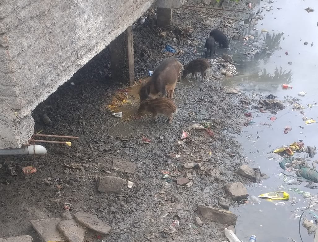 मंत्री महाजन के जामनेर में असुविधाओं को लेकर प्रशासन मौन: आवारा सूअरों, कुत्तों का आतंक, क्या किसी के ज़ख्मी होने या जान गंवाने के बाद जागेगा प्रशासन??? | New India Times