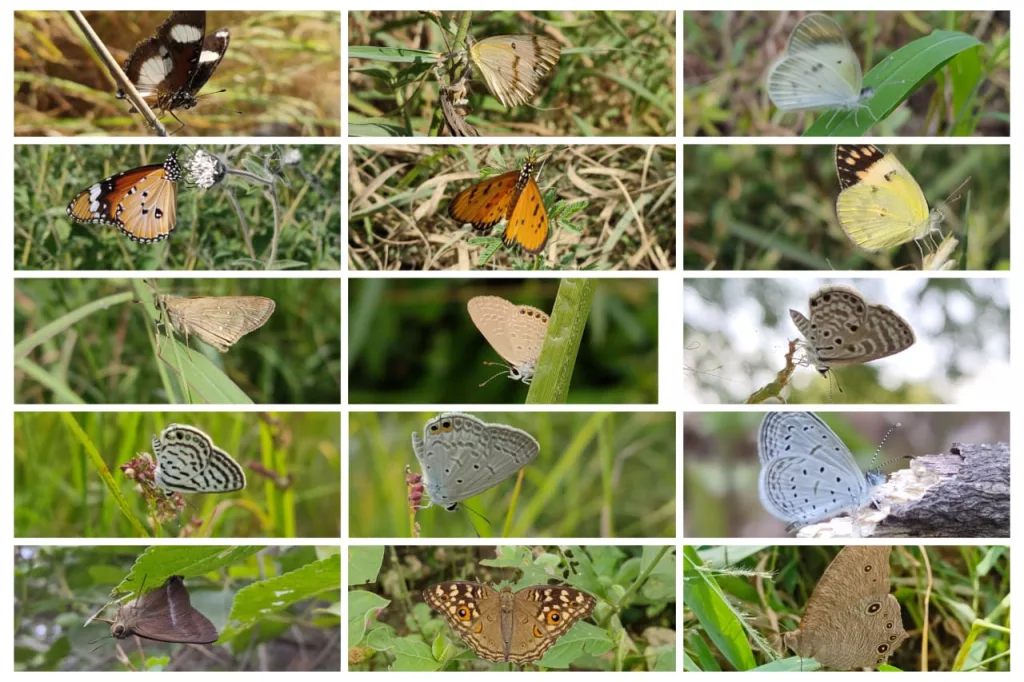 बूंदी के एक छोटे से गांव में दिखी 30 से अधिक प्रजातियों की तितलियां | New India Times