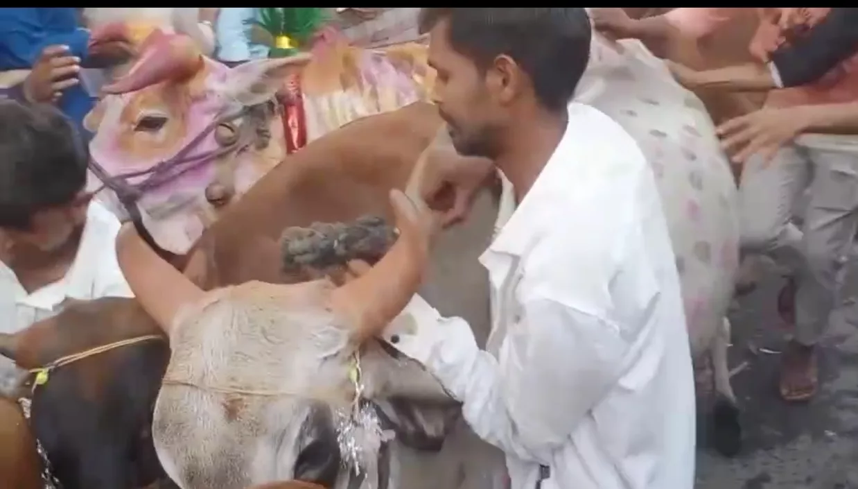 गाय गोहरी की अनोखी परंपरा सदियों से चली आ रही है | New India Times