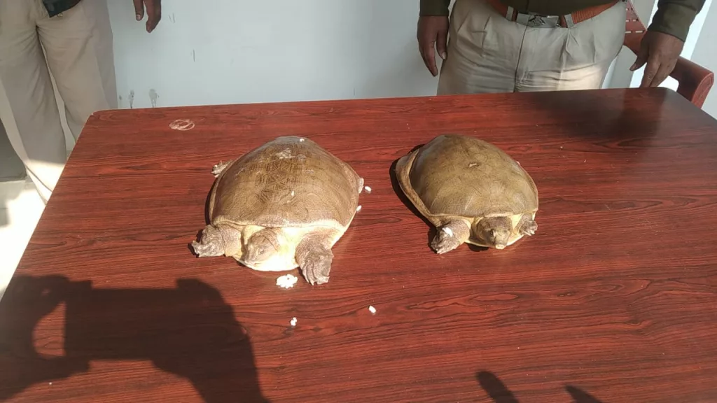 कार से हो रही थी कछुए की तस्करी, पुलिस ने दो तस्करों को किया गिरफ़्तार | New India Times