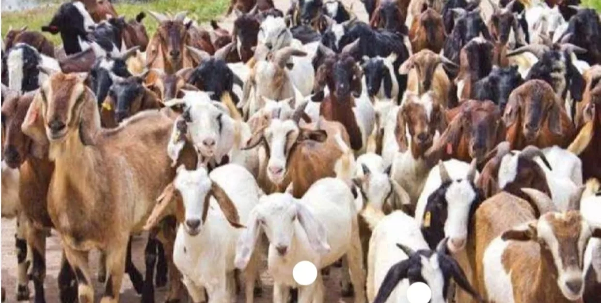 सीकर जिले में घटते जलस्तर से परेशान अब विकल्प के तौर पर भेड़-बकरी पालन करने लगे | New India Times