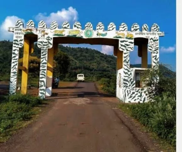 सरकार की घोर अनदेखी से ख़त्म हो गया जंगल, सूखा अभयारण्य बना सातपुडा बीहड़ | New India Times