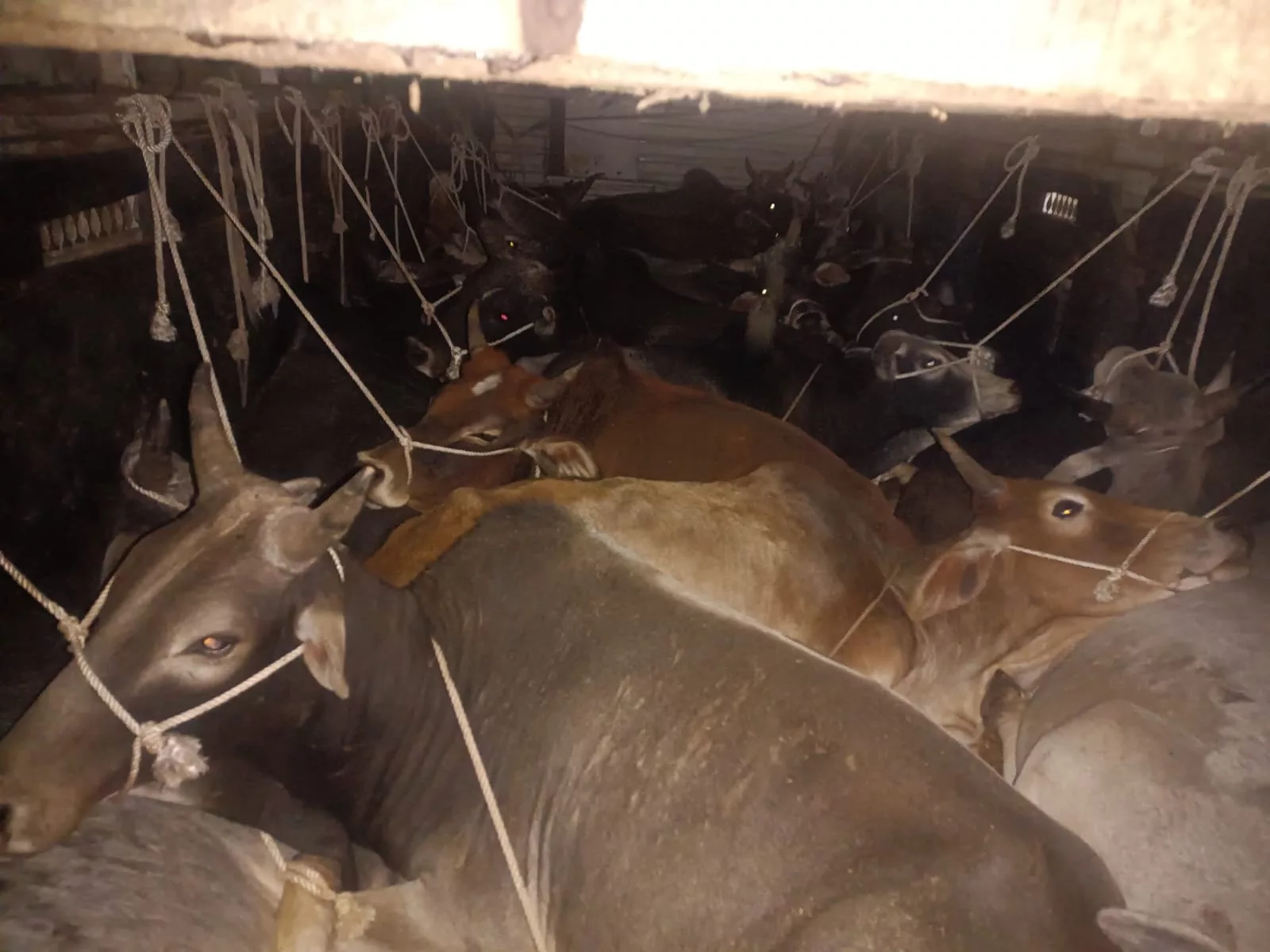 थाना अयोध्यानगर पुलिस ने गौ तस्करी करने वाले वाहन को जप्त कर 48 गौवंश को कराया मुक्त | New India Times