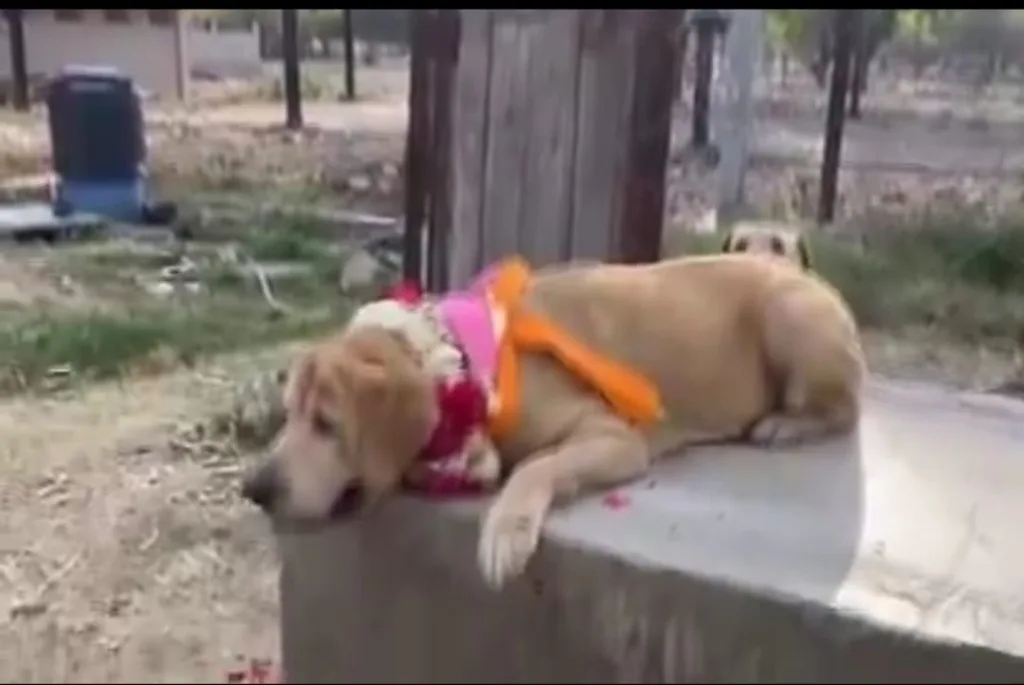 राजस्थान में तबादलों के दौर के चलते डॉग स्क्वाड 'मेरी' का भी उदयपुर से भरतपुर ट्रांसफर | New India Times