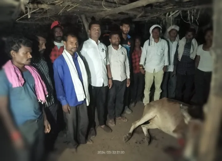 धारणी ग्रामीण पाथरपुर में बाघ ने किया किसान के जानवर पर हमला | New India Times